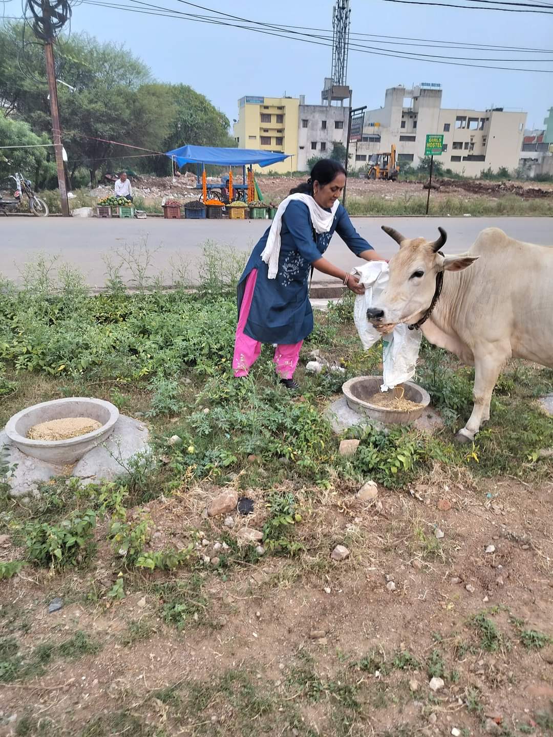 गौवंश को चारा खिलाती संस्था की सदस्य