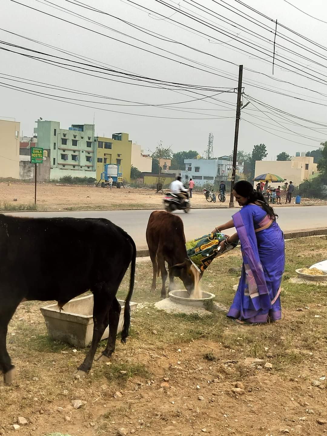 गौवंश को चारा डालती संस्था की सदस्य